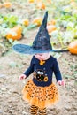 Pumpkin patch Royalty Free Stock Photo