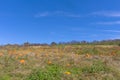 Pumpkin patch under blue skies. Royalty Free Stock Photo