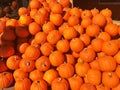 Pumpkin patch in Vancouver Canada