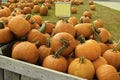 Pumpkin patch Royalty Free Stock Photo