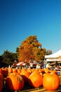 Pumpkin picking in Autumn