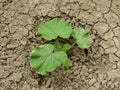 Pumpkin plant