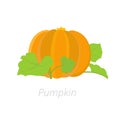 Pumpkin plant. Cucurbita cucurbitaceae. Pumpkin on white background. Agriculture cultivated plant. Green leaves. Flat color