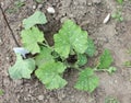 Pumpkin plant