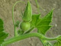 Pumpkin plant fragment