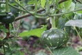 Pumpkin plant with freshly growing pumpkins. Pumpkin farming