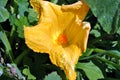 Pumpkin plant growing in black earth, leaves and big yellow flower, close up detail Royalty Free Stock Photo