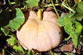 Pumpkin plant growing in black earth, leaves and pink pumpkin on stem Royalty Free Stock Photo