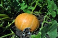 Pumpkin plant growing in black earth, leaves yellow pumpkin Royalty Free Stock Photo