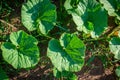 A pumpkin plant with lush young leaves creeps along the soil among the grass as it grows. Zucchini stem plant growth