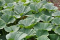 Pumpkin Plant Patch