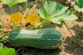 Pumpkin plant