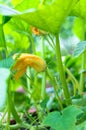 Pumpkin plants with blossom in garden Royalty Free Stock Photo