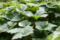 Pumpkin plants with blossoms in the garden Royalty Free Stock Photo