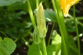 Pumpkin plants with blossoms in the summer Royalty Free Stock Photo