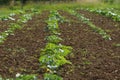 Pumpkin plants on a field. Royalty Free Stock Photo