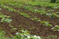 Pumpkin plants on a field. Royalty Free Stock Photo