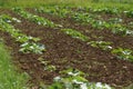 Pumpkin plants on a field. Royalty Free Stock Photo