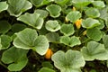 Pumpkin plants in the organic vegetable garden.