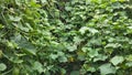 pumpkin plants that propagate and will continue to propagate