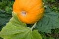 Pumpkin plants with rich harvest on a field.A giant ripe pumpkin growing in the patch.Pumpkin in the garden, orange