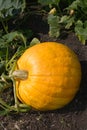 Large Pumpkin growing in a field