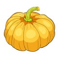 Pumpkin is a real vegetable vegetarian. vector illustration