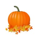 Pumpkin realistic illustration. Fresh and orange vegetable with autumn leaves