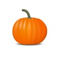 Pumpkin realistic illustration. Fresh and orange vegetable