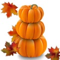 Pumpkin realistic Vector illustration on white background