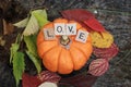 Pumpkin - Ring - Love Royalty Free Stock Photo
