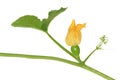 Pumpkin yellow flower Royalty Free Stock Photo