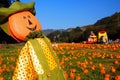 A pumpkin scarecrow stands over a pumpkin patch