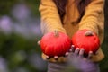 Pumpkin season. Two small round orange ripe raw pumpkins in hands. Royalty Free Stock Photo