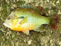 Pumpkin seed panfish