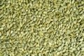 Pumpkin seed texture. Royalty Free Stock Photo