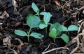 Pumpkin seedling on fertile soil Royalty Free Stock Photo
