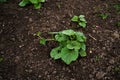 Pumpkin seedling are growing from seeds on the soil. Agricultural process, agriculture. Royalty Free Stock Photo