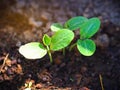 Pumpkin seedling plants  growing in soil. Royalty Free Stock Photo