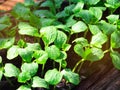 Pumpkin seedling plants growing in the seedling tray. Royalty Free Stock Photo