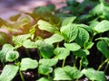 Pumpkin seedling plants  growing in seedling tray. Royalty Free Stock Photo