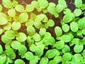 Pumpkin seedling plants in top view. Royalty Free Stock Photo