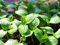 Pumpkin seedling plants with water drop on leaves. Royalty Free Stock Photo