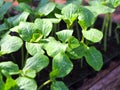 Pumpkin seedling plants with water drop on leaves. Royalty Free Stock Photo