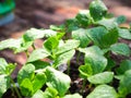 Pumpkin seedling plants with water drop on leaves Royalty Free Stock Photo