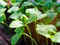 Pumpkin seedling plants with water drop on leaves Royalty Free Stock Photo