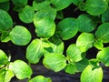 Pumpkin seedling plants with water drop on leaves in top view Royalty Free Stock Photo