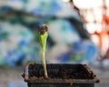 Pumpkin seedling in pot