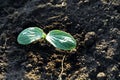 Pumpkin seedling. Selective focus on seedling leaves in blurred soil background. Close up Royalty Free Stock Photo