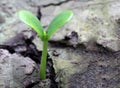 Pumpkin seedling on soil Royalty Free Stock Photo